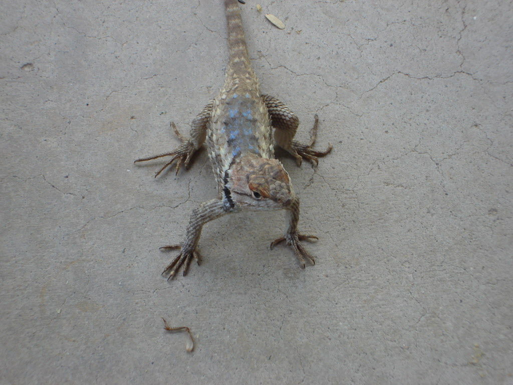 Lizard